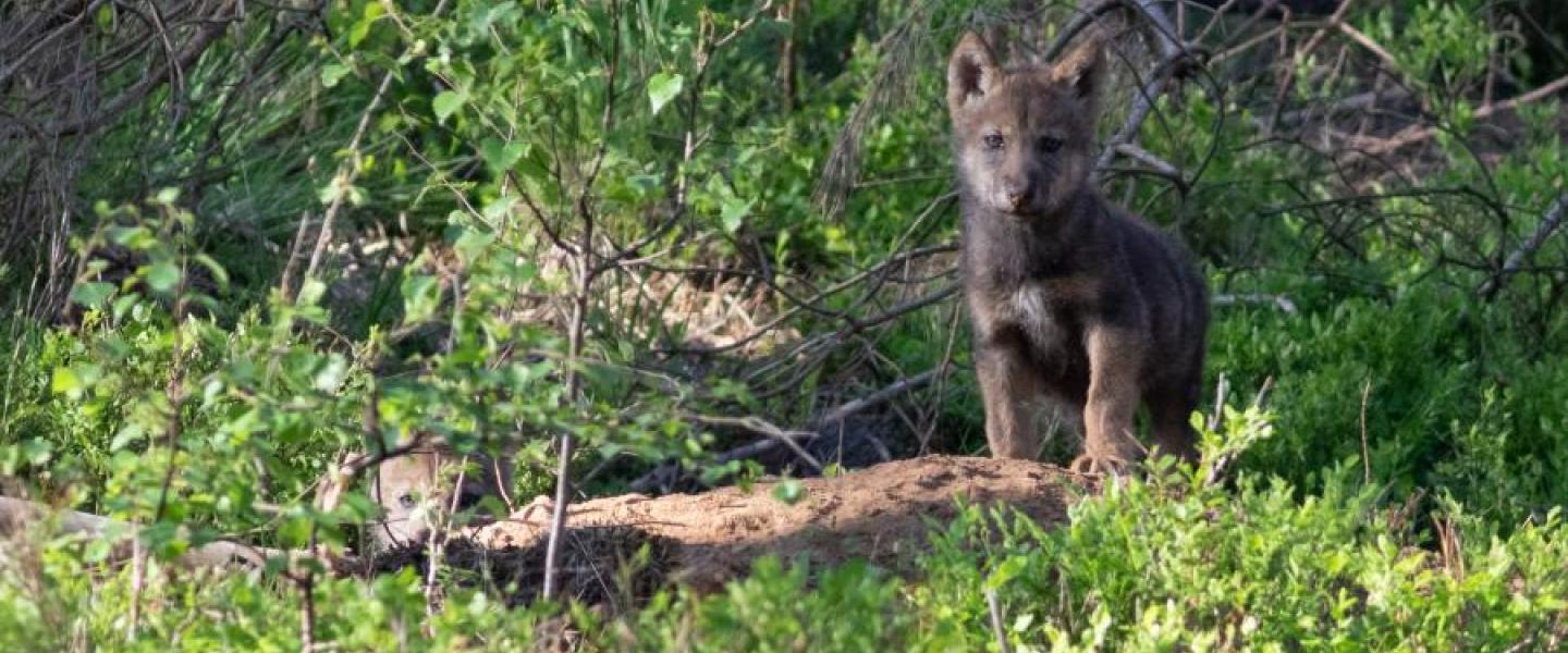 Gedrag en wolf-mensrelatie | Wolven in Nederland
